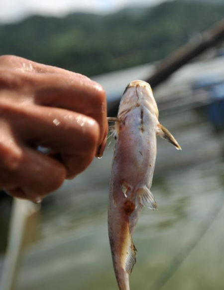 一名网箱养鱼户展示被污染的死鱼
