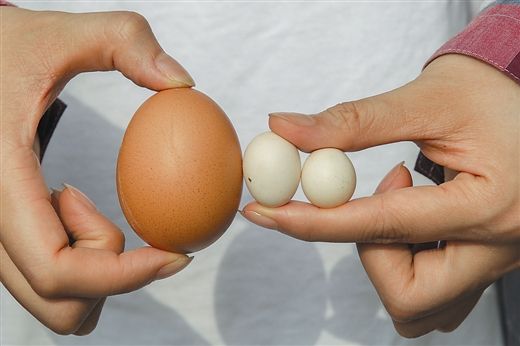 迷你鸡蛋比寻常鸡蛋“瘦”了好几圈。 南国早报记者 邹财麟摄