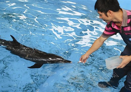 工作人员给受伤的海豚喂食新鲜的海鱼。南国早报记者 唐辉吉摄