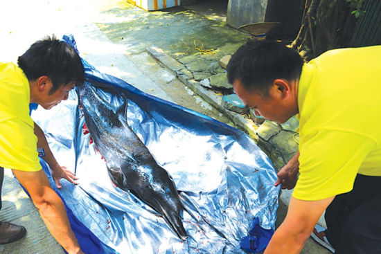 南宁动物园的工作人员将死亡的点斑原海豚包装起来，暂时存放到冷冻库，待广西自然博物馆前来运走。 南国早报记者 唐辉吉摄