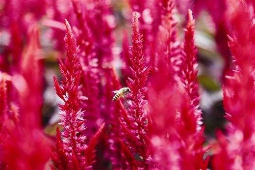 鲜艳的花丛吸引了“爱美”的小蜜蜂。南国早报记者徐冰 邹财麟 图