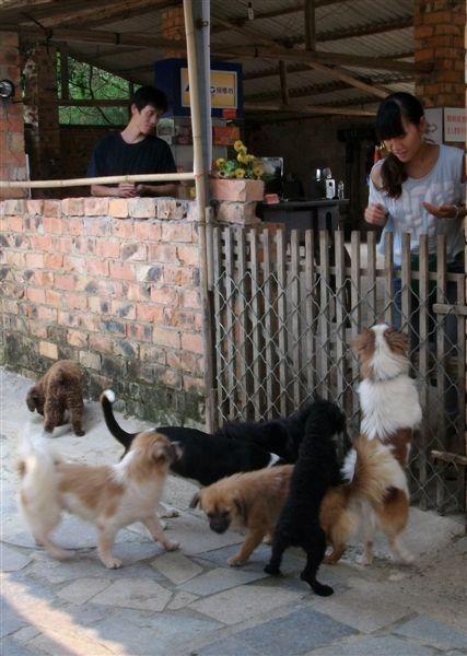 在南宁流浪猫狗救助站的动物需要更多人的关爱。