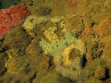涠洲岛珊瑚拍摄记