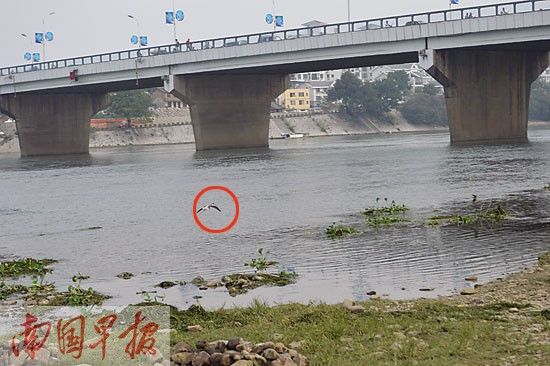 漓江上落单的白鹭（画红圈处）如何度过桂林寒冷的冬天？