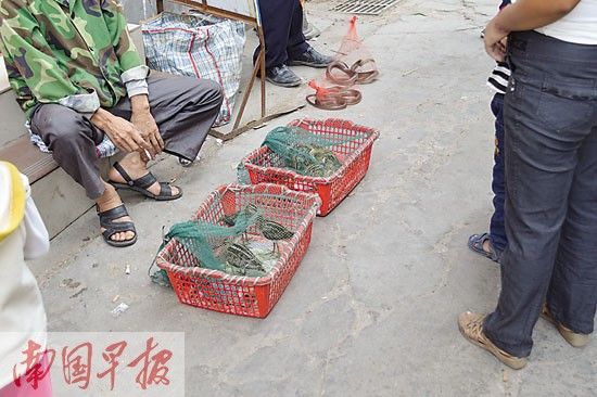 在桂林花鸟市场，有人在售卖捕获的野生候鸟。 
