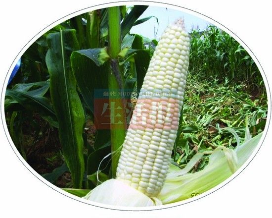 好吃的玉米品种“桂糯518”。（资料图片）