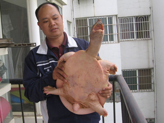 李先生展示这只8.8公斤重的大甲鱼 南国早报记者 周伟武 摄