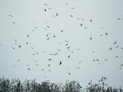 群鹰乱舞 大量老鹰在南京中山码头附近江面聚集。梅建明 摄