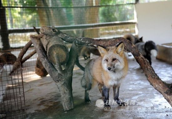 20只可爱的北极狐从遥远北方到达桂林动物园(图)