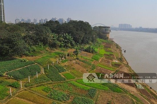 河道俨然已变成了“开心农场”。广西新闻网实习生刘皓摄