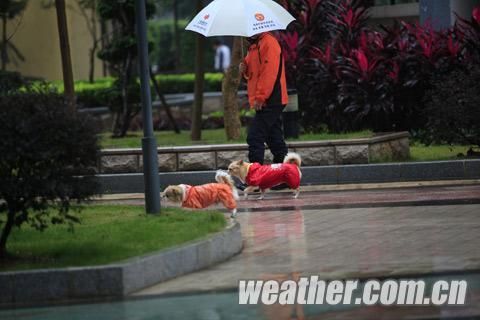 12月14日南宁天气湿冷，狗狗都穿上了保暖雨衣。陈设广 摄