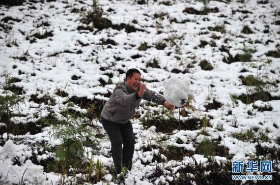 在广西隆林各族自治县德峨镇，一名游人在雪地玩雪。新华社记者黄孝邦 摄 