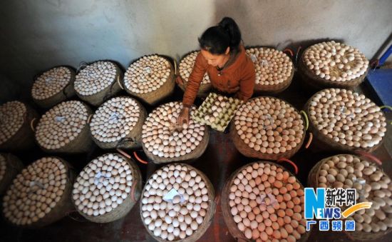 广西兴宾:蛋鸡养殖好市场_城市频道