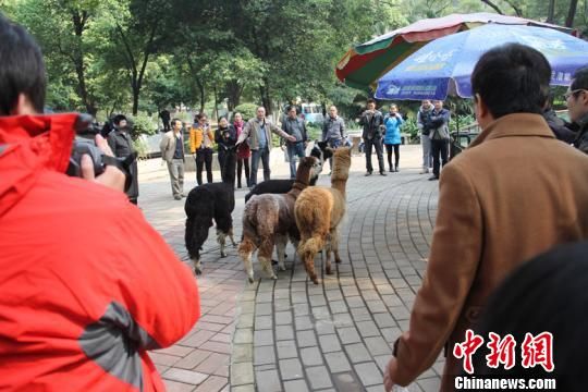 柳州动物园引进4只羊驼 向游客卖萌(图)