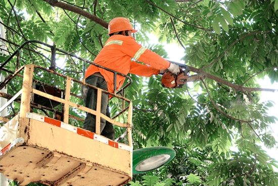 工作人员证在修建遮挡路灯的绿化树。黄晓娜 摄