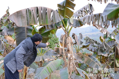 农业气象科技人员查看西贡蕉受霜害情况。尹华军 摄