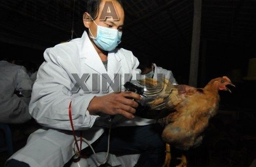 1月29日晚，在广西上思县叫安乡平江村，动物疫病预防控制中心工作人员在给鸡注射禽流感疫苗。