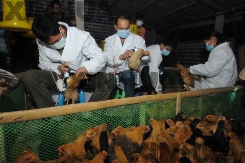 1月29日，动物疫病预防控制中心的工作人员在广西上思县叫安乡平江村给鸡注射禽流感疫苗。