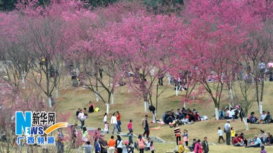  2月2日，游客在南宁石门森林公园欣赏樱花。