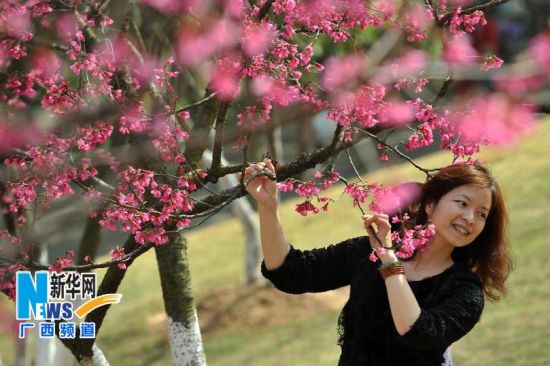  2月2日，一名游客在南宁石门森林公园的樱花树下拍照。