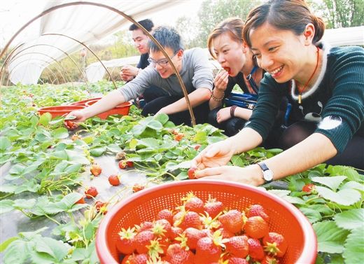 2月4日，游客在灵川县大圩镇采摘草莓。