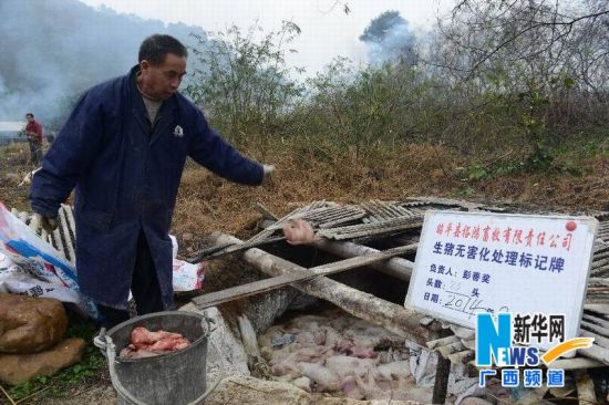 2月12日，在广西贺州市昭平县走马乡裕路村的一个养猪场，养殖户对冻死的猪进行无害化处理。