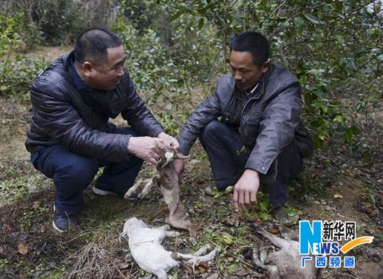 2月12日，在广西贺州市昭平县走马乡庙��村，高级畜牧师唐明诗（左）指导山羊养殖户如何给羊羔避寒。