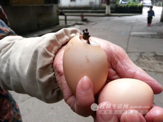 桂林：家养母鸡下怪蛋 鸡蛋里长出“骨头”(图)