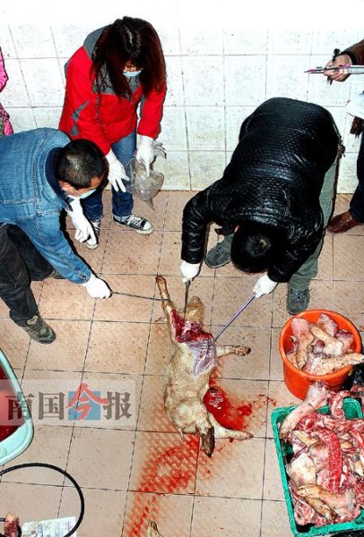 柳州市动物卫生监督部门与当地警方于近日铲掉一条非法收购、加工和销售病死猪肉的“产业链”。图片来源：南国