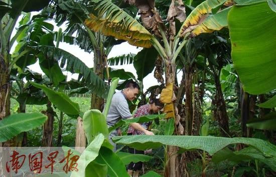 2013年，科研人员在南宁市坛洛镇进行香蕉枯萎病调查。 广西农科院供图