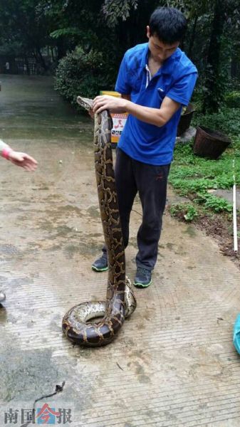 这条蟒蛇长约4米，重17公斤。 通讯员黄昕 摄 