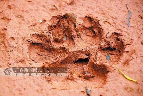 由于刚下过雨，泥地上的动物脚印十分清晰。记者 韦继川 摄