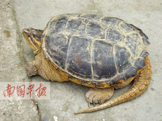 李先生家人捡到的这只鳄龟重5.5公斤。 记者 蒋银花摄