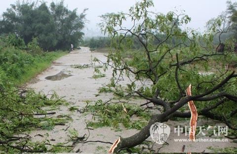 柳州融水出现大风，吹断树木阻碍交通（摄影：雷航）