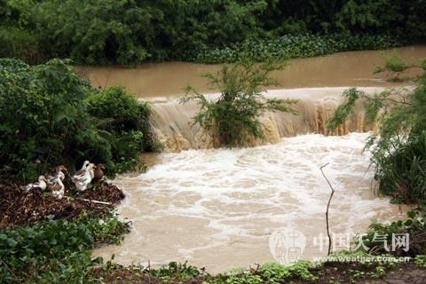 来宾那马村洪水漫过塘坝，把鸭子冲到下游水中，图中几只被困的鸭子是幸存者。（摄影：林思豆）