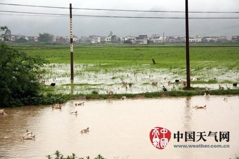 那马镇洪水淹没农田把鸭子冲得到处都是。（摄影：林思豆）