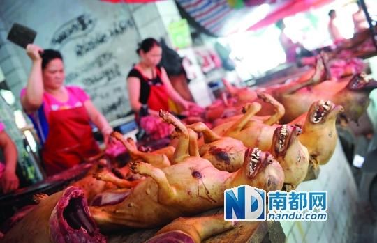 前日下午，玉林垌口市场，刚宰杀不久的狗被摆放在台面上出售。南都记者 叶志文 摄