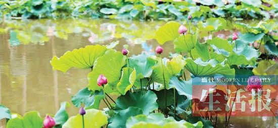 青秀山风景区环山秀坪西南侧的荷花池 图片来源:广西新闻网