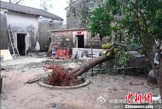 “威马逊”来袭已造成涠洲岛1000多间房屋受损。图片来源：中国新闻网