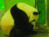 熊猫吃粽子过端午 